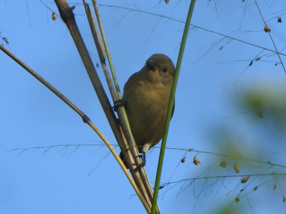 Yellow-bellied Seedeater - ML646856212