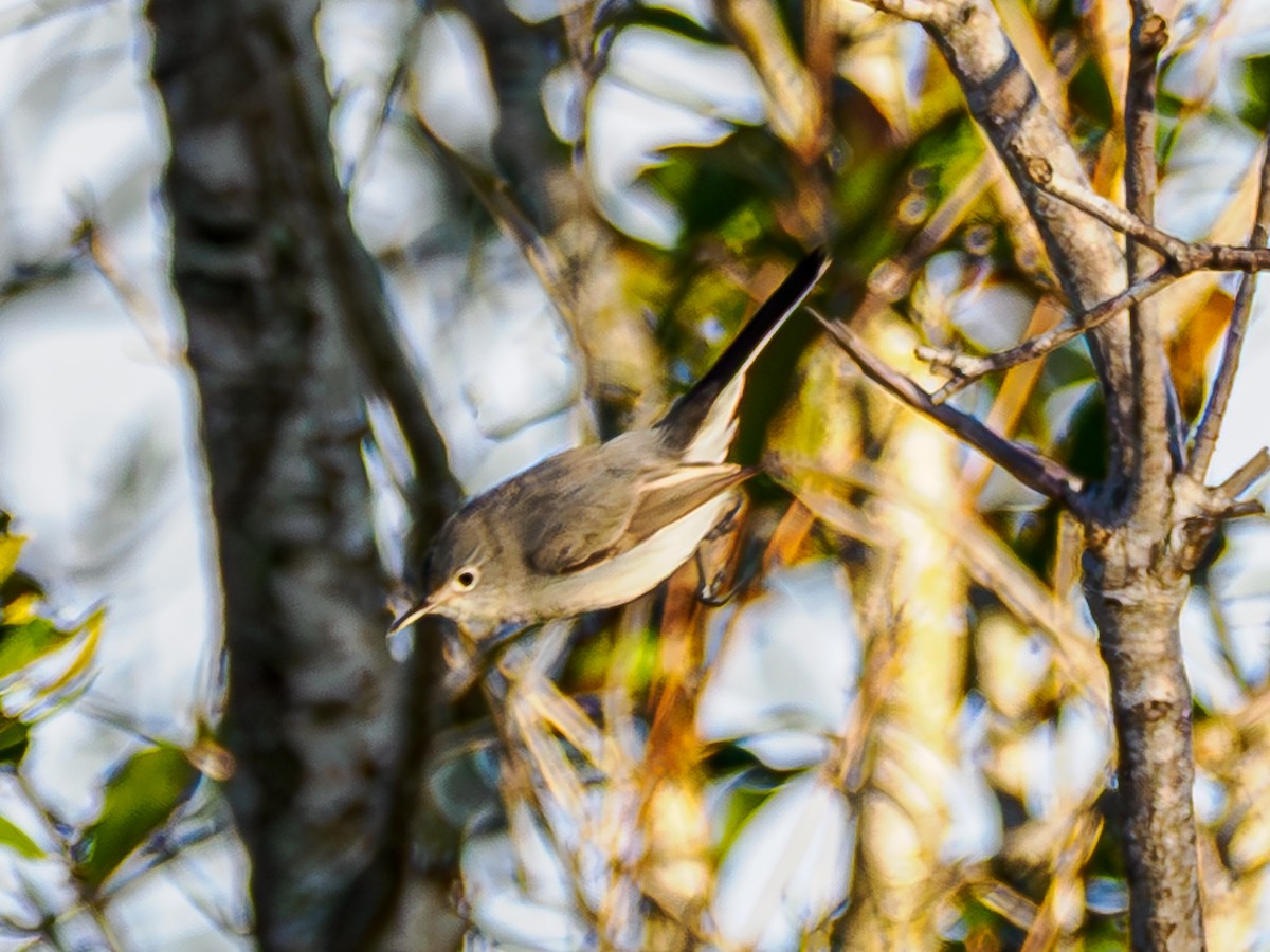 Blue-gray Gnatcatcher - ML646856214