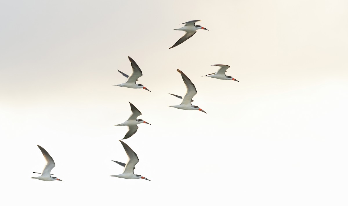 Black Skimmer - ML646856216