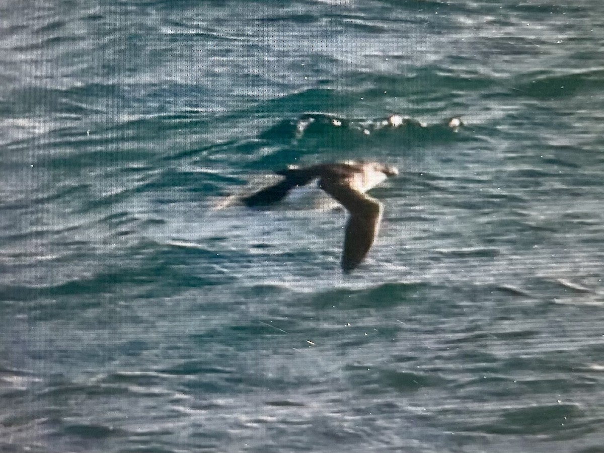 Petit Pingouin - ML646856217