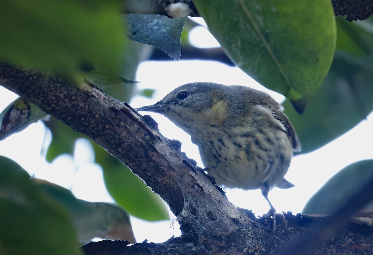 Cape May Warbler - ML646856218