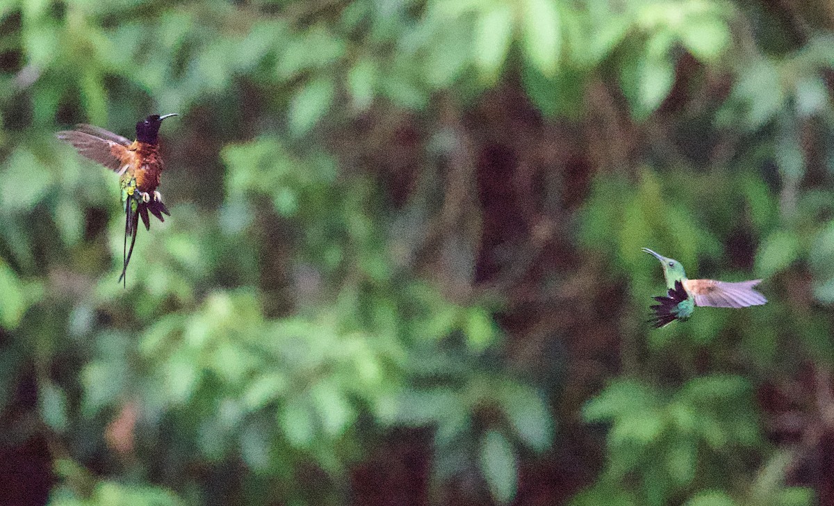 Fiery Topaz - ML646856219