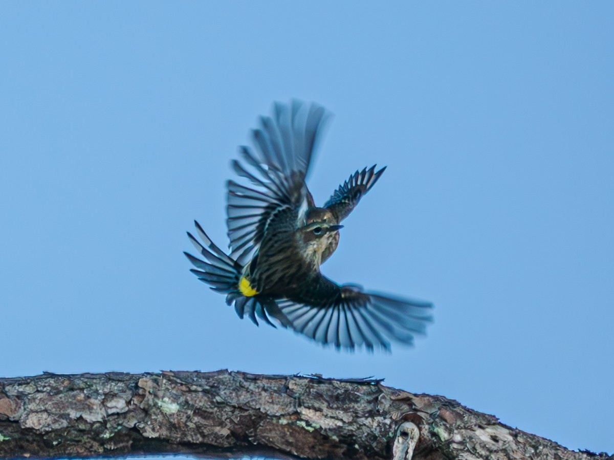 Yellow-rumped Warbler - ML646856220