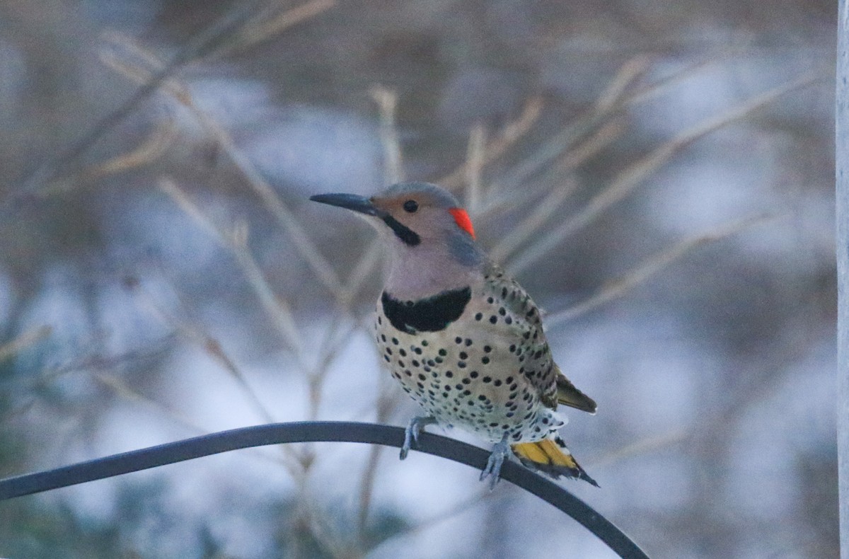 Northern Flicker - ML646856221
