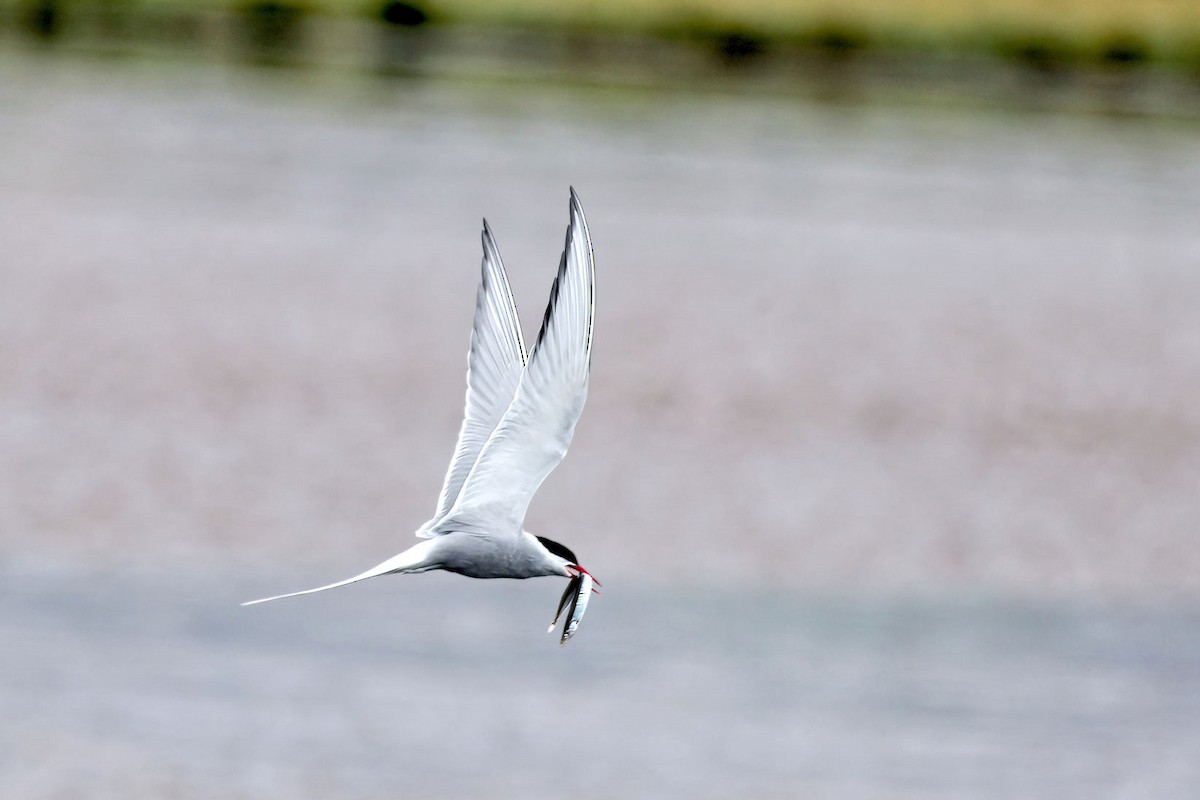 キョクアジサシ - ML646856222