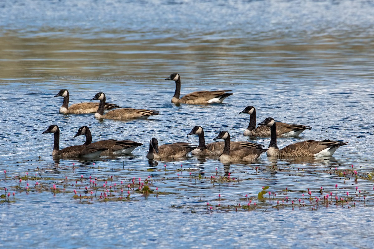 berneška velká - ML646856223