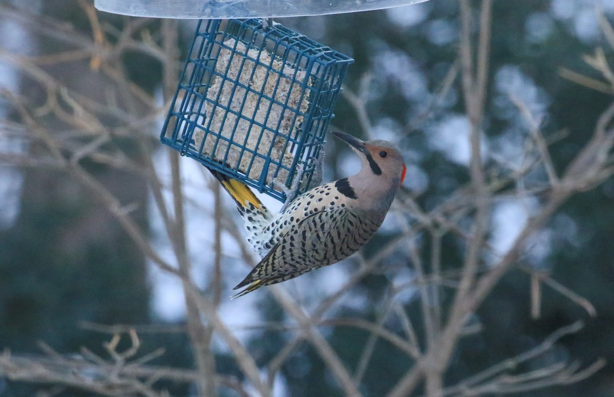 Altın Ağaçkakan - ML646856224