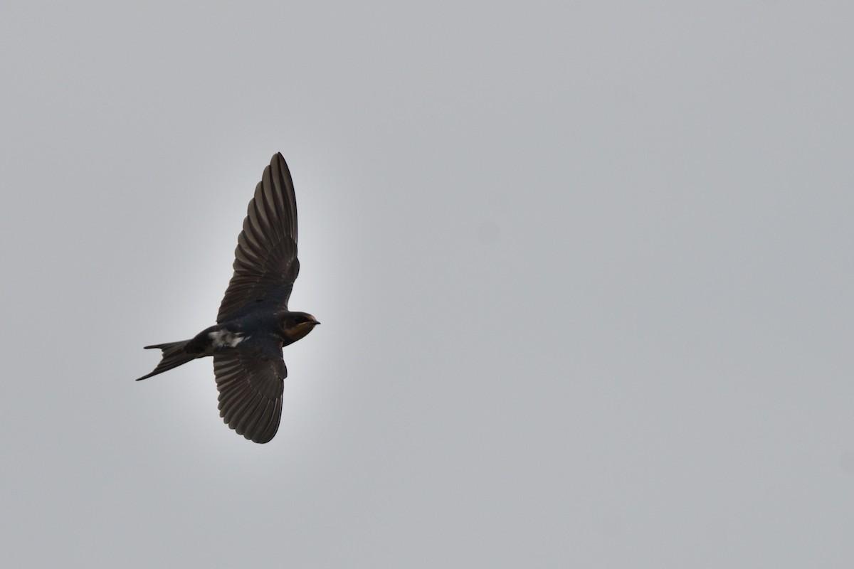 Barn Swallow - ML646856225