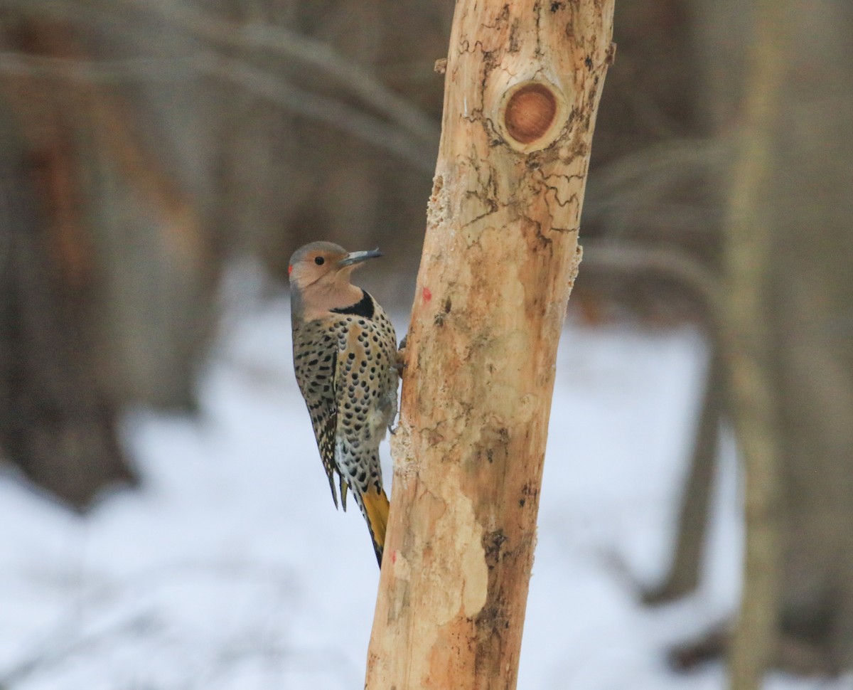 Altın Ağaçkakan - ML646856227