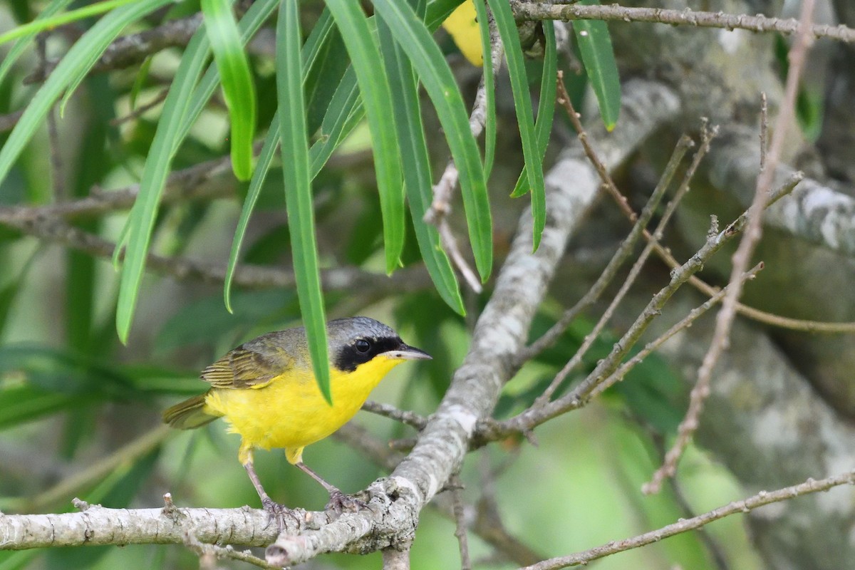 Southern Yellowthroat - ML646856232