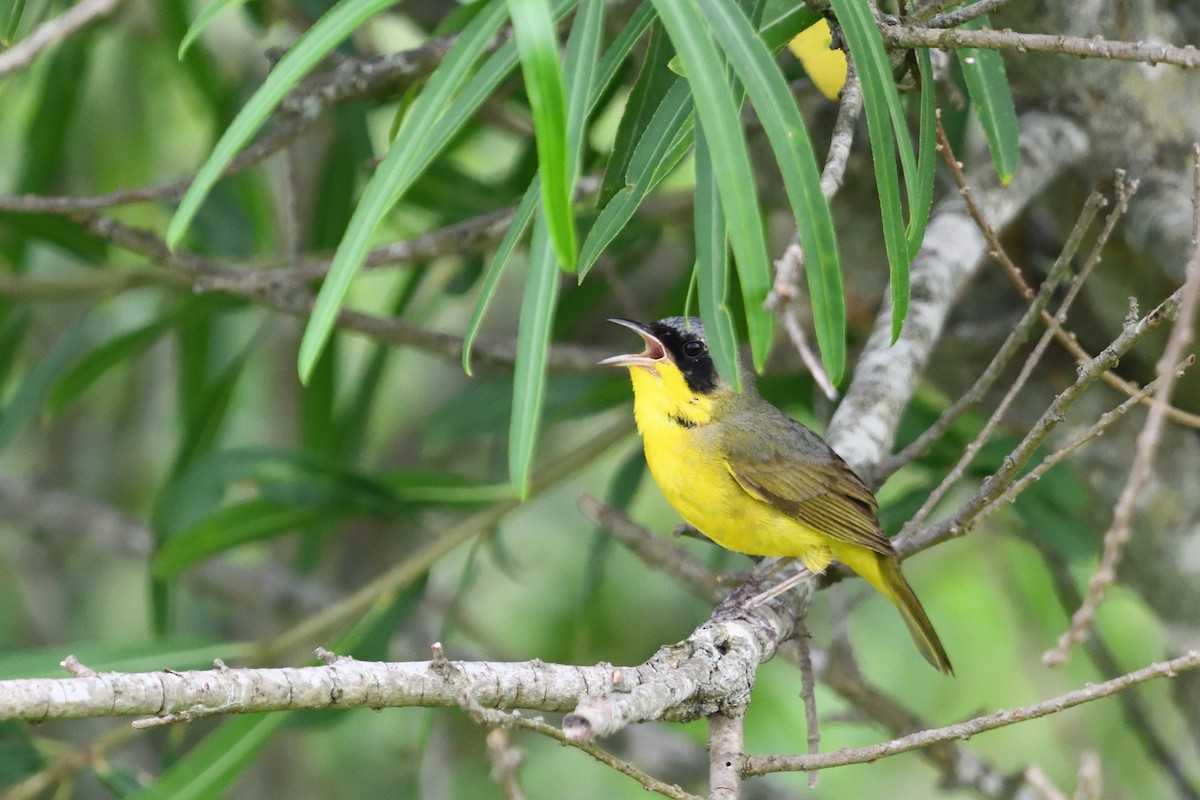 Southern Yellowthroat - ML646856233