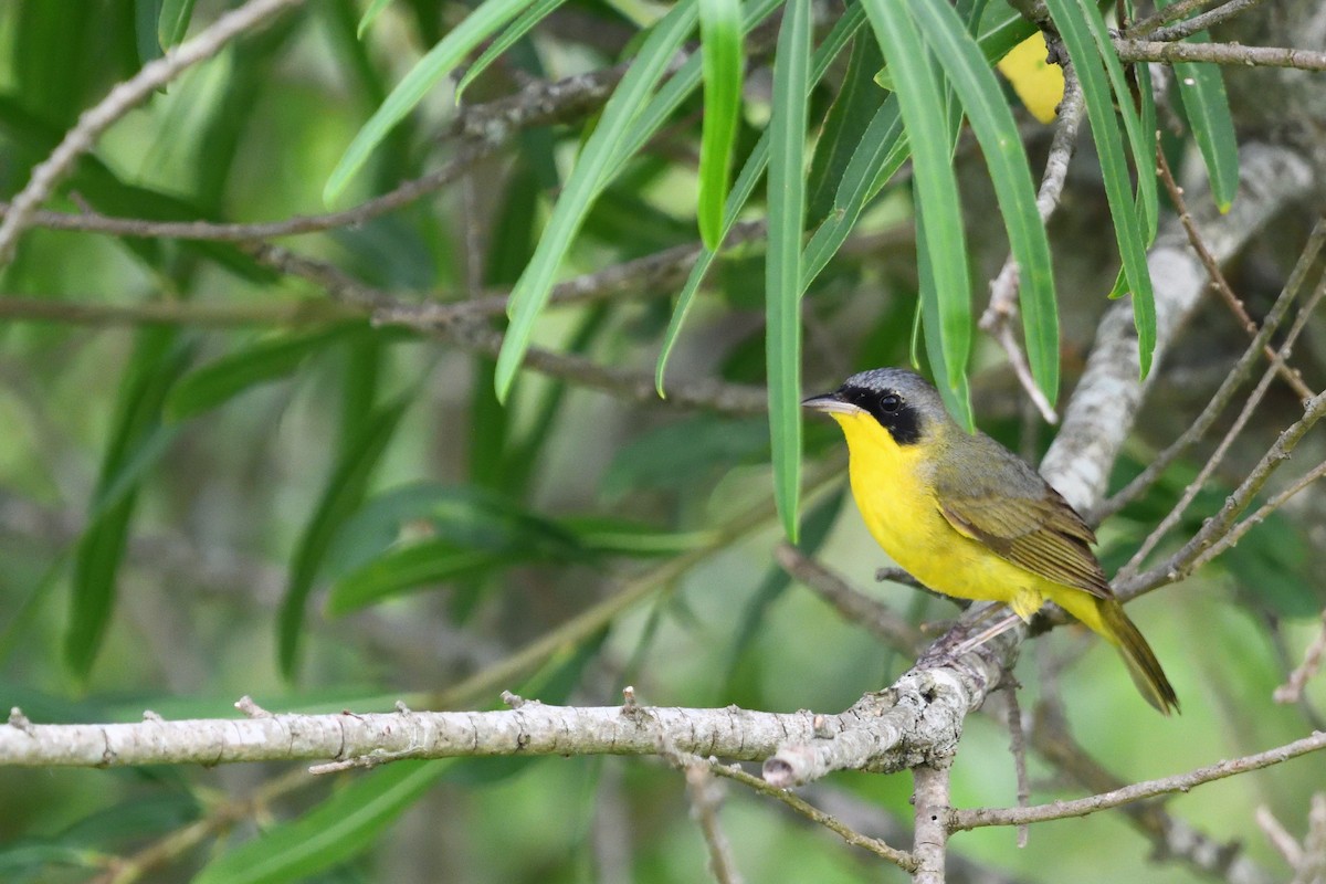 Southern Yellowthroat - ML646856234