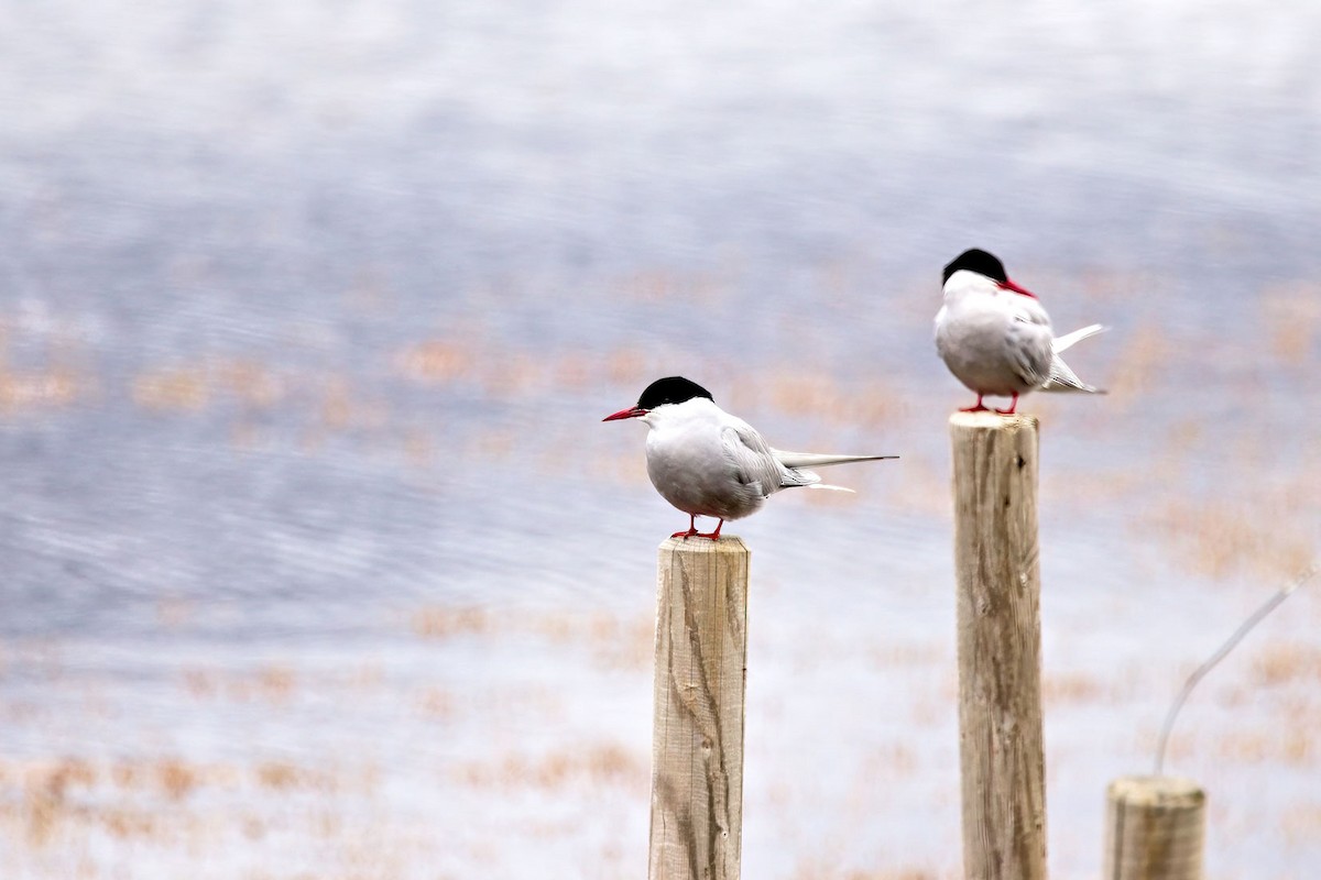 キョクアジサシ - ML646856235