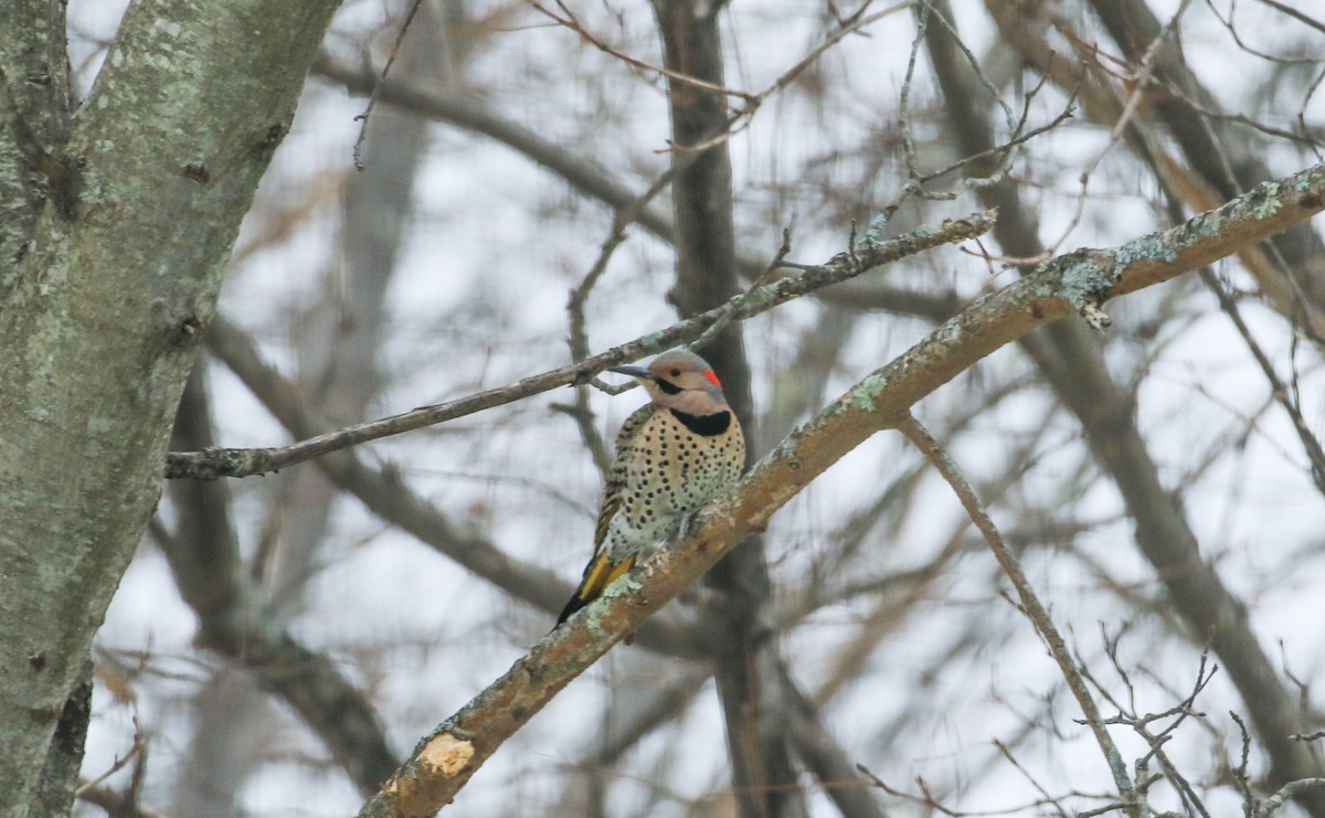 Altın Ağaçkakan - ML646856237