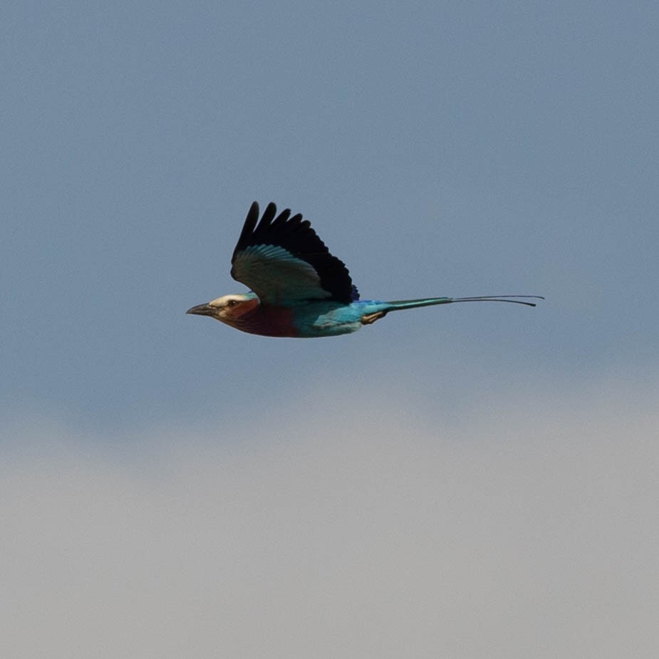 Lilac-breasted Roller - ML646856238
