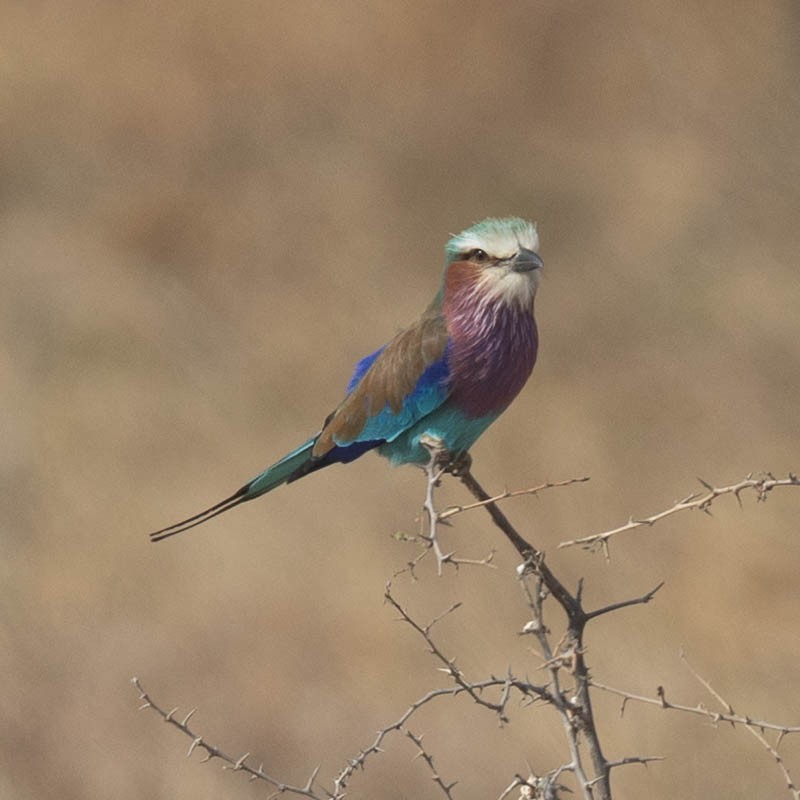 Lilac-breasted Roller - ML646856239