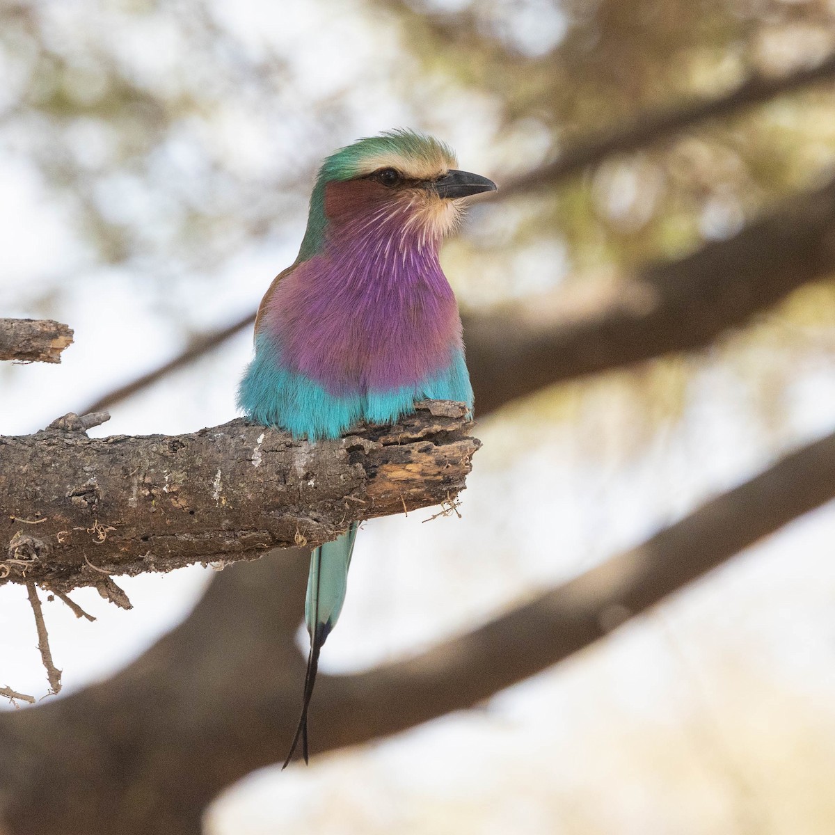 Lilac-breasted Roller - ML646856240