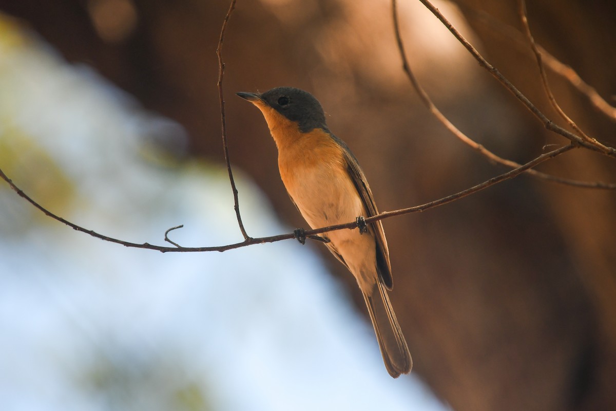 ナマリイロヒラハシ - ML646856241