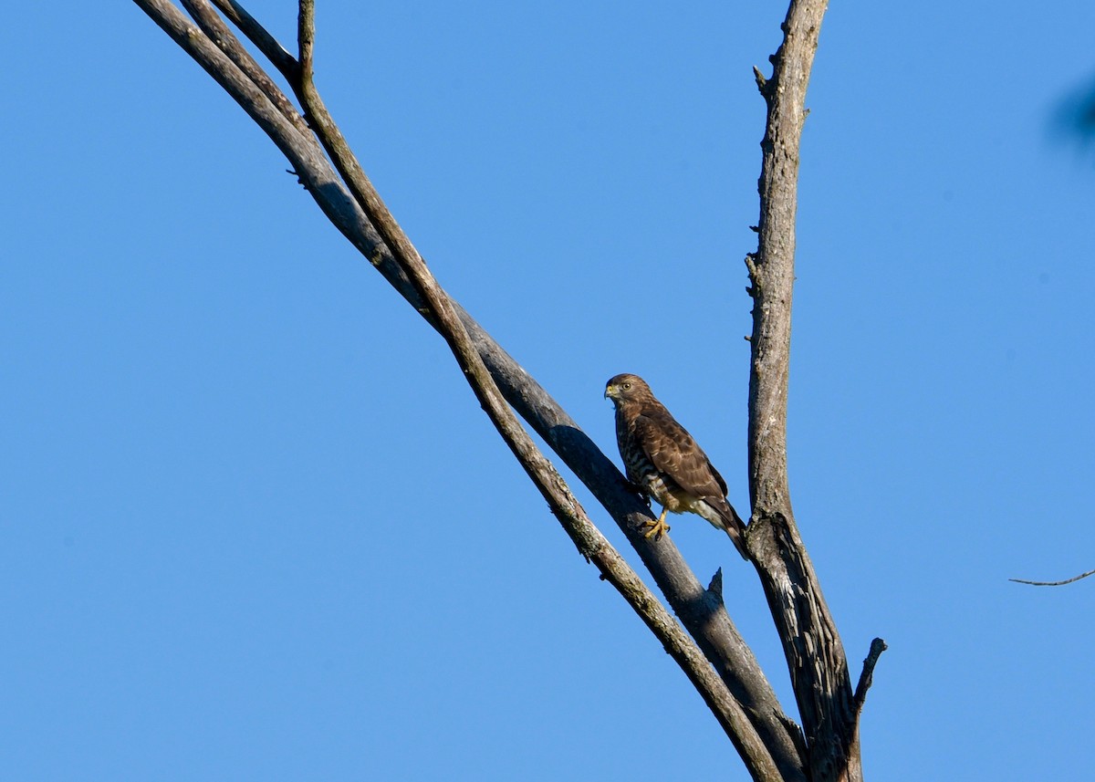Broad-winged Hawk - ML646856244