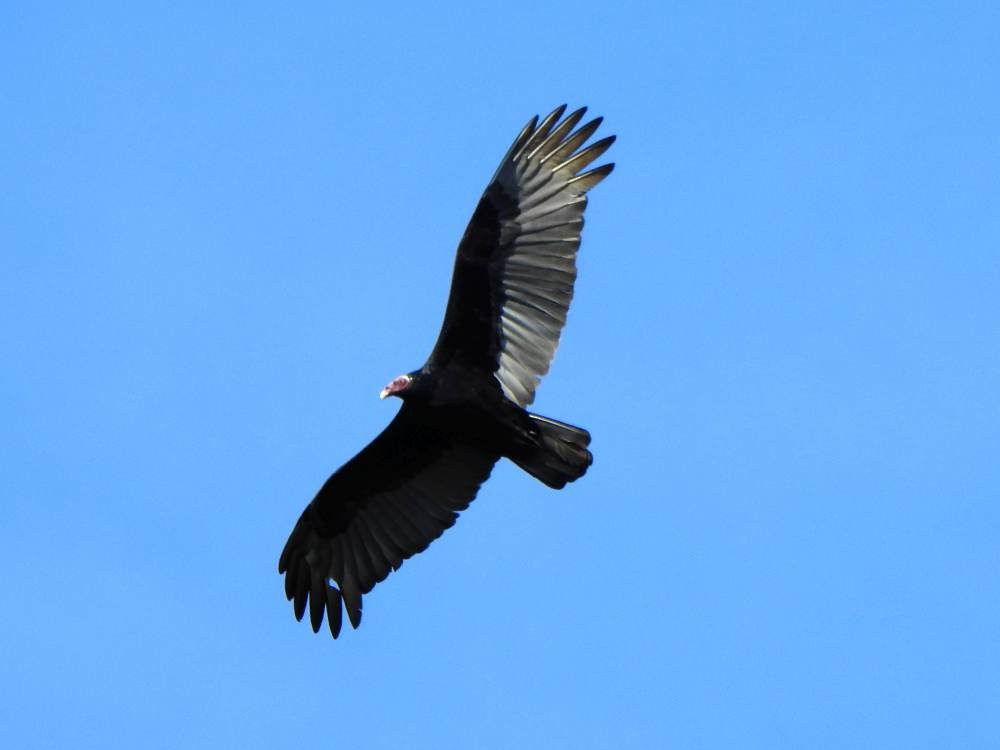 Turkey Vulture (Tropical) - ML646856248