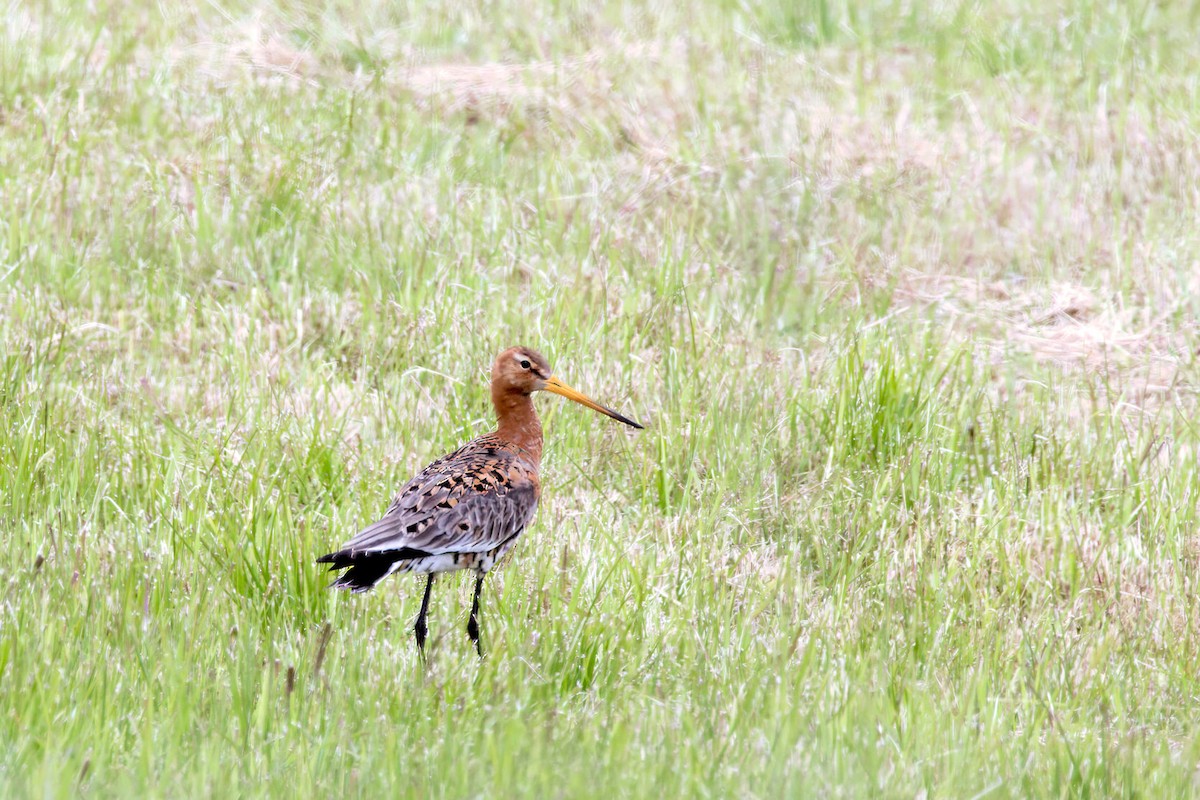 Большой веретенник (islandica) - ML646856250
