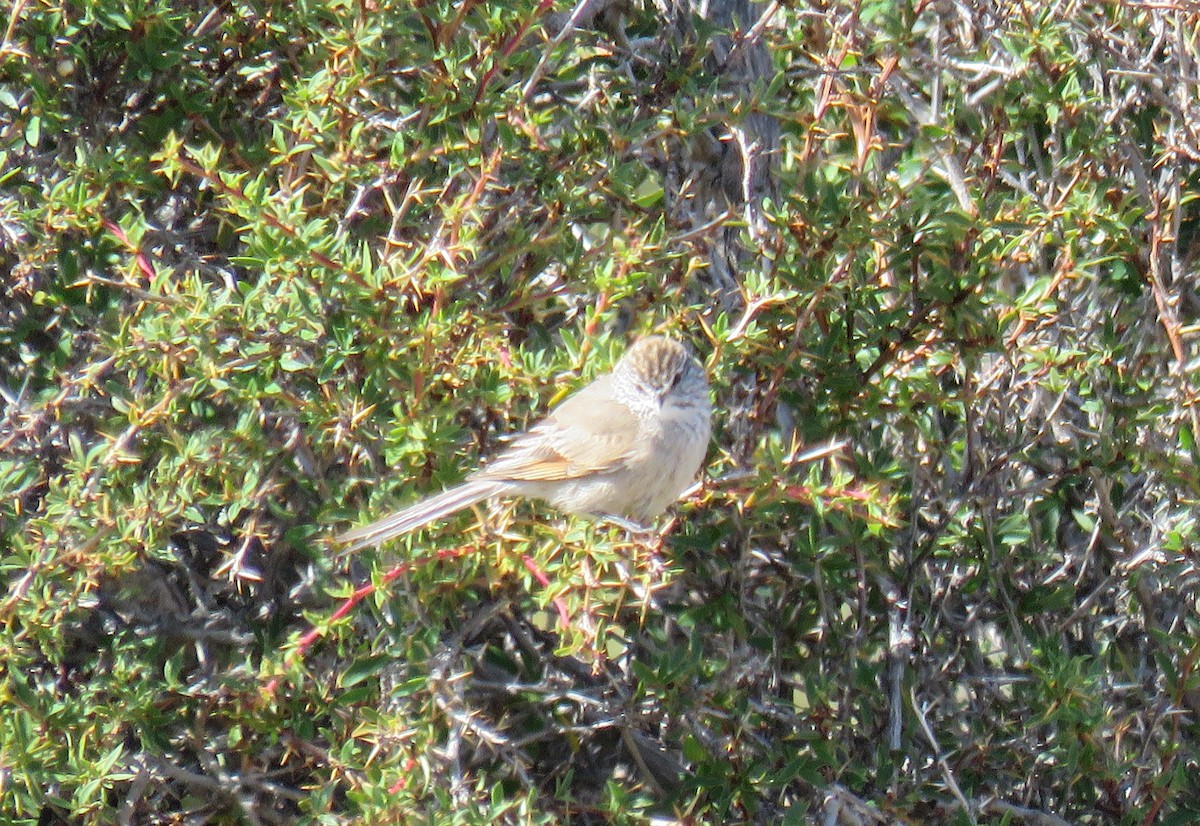 Plain-mantled Tit-Spinetail - ML646856273