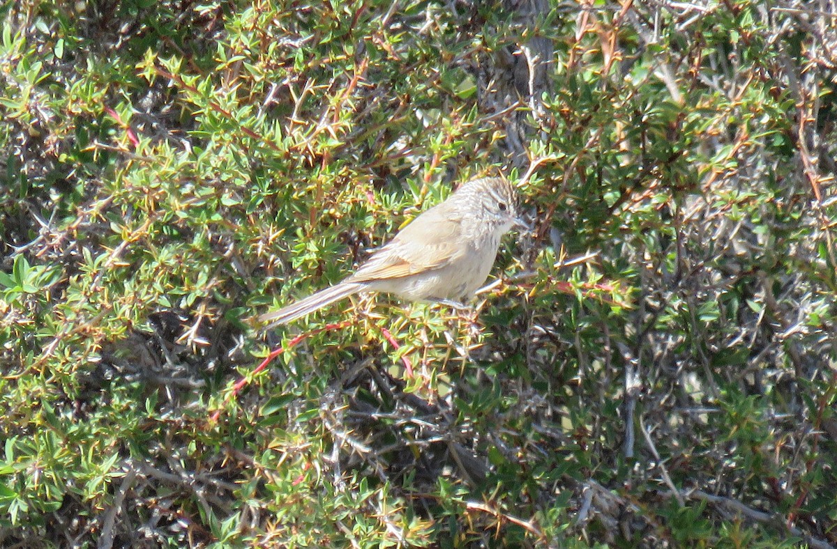 Plain-mantled Tit-Spinetail - ML646856274