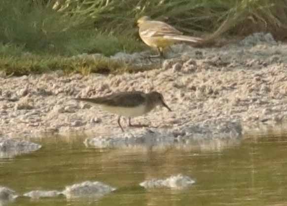 Correlimos de Temminck - ML646856276