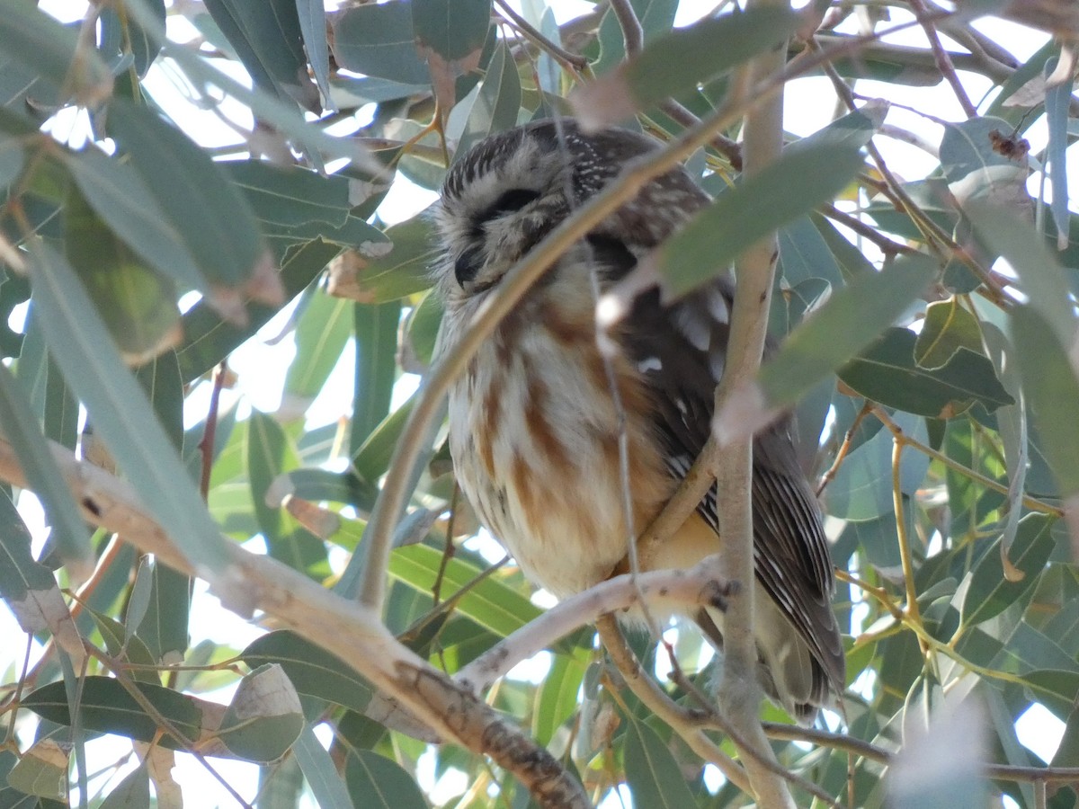 Northern Saw-whet Owl - ML646856277
