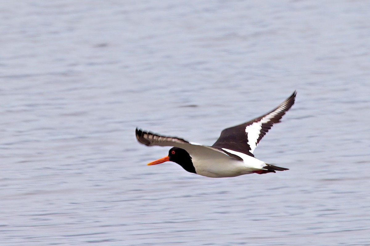 Кулик-сорока - ML646856278