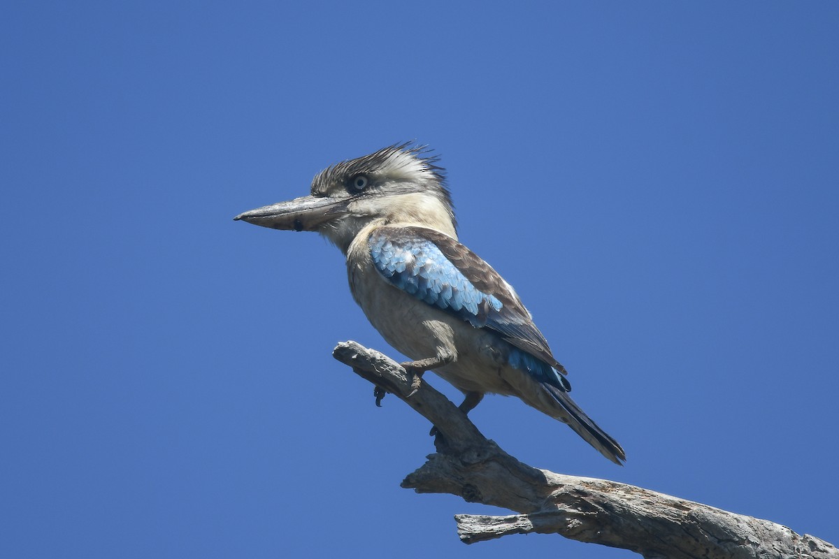 Blue-winged Kookaburra - ML646856281