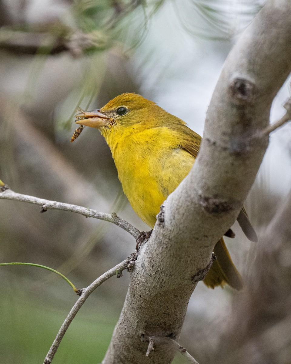 sommerpiranga - ML646856283