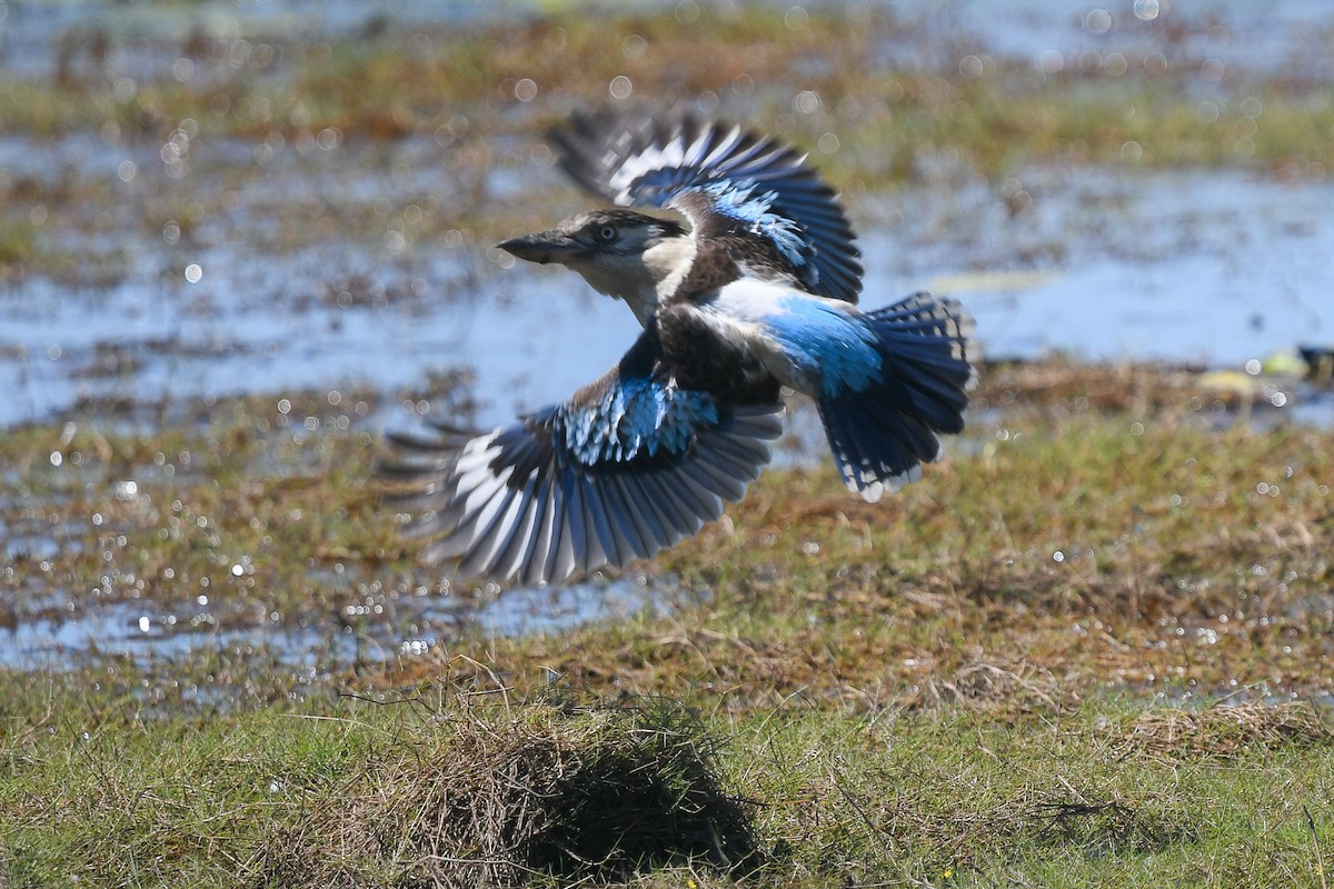 Cucaburra Aliazul - ML646856284