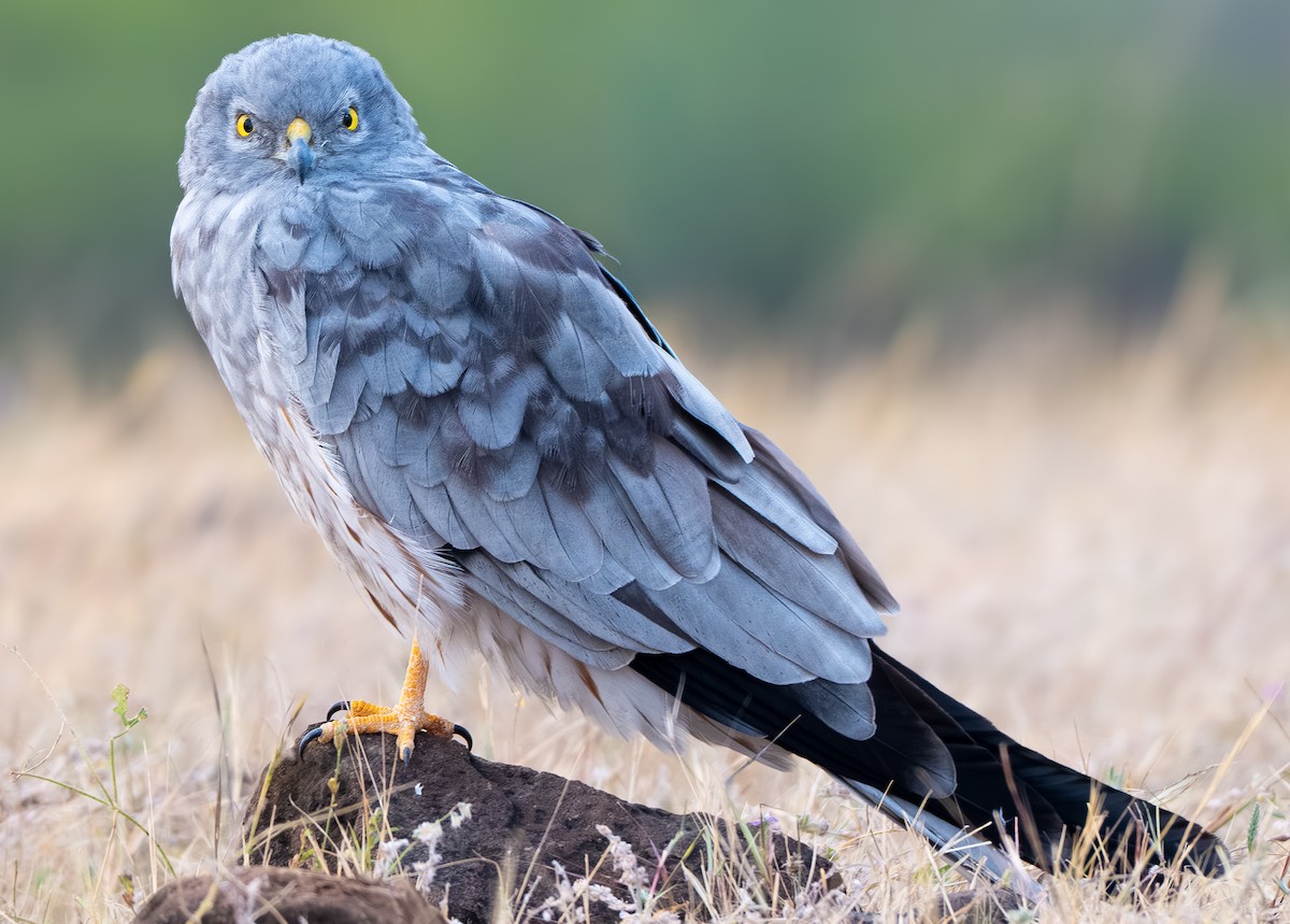 Луговой лунь - ML646856289