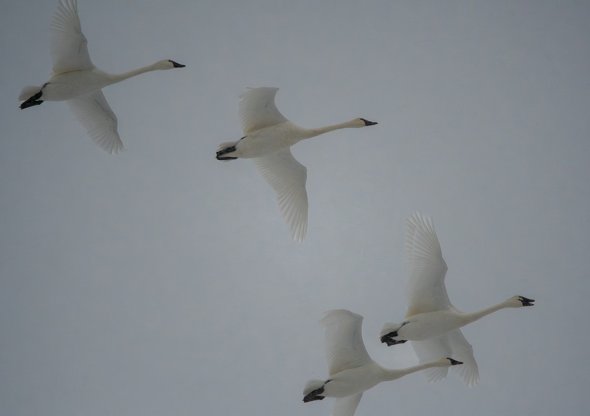 Küçük Kuğu - ML646856296