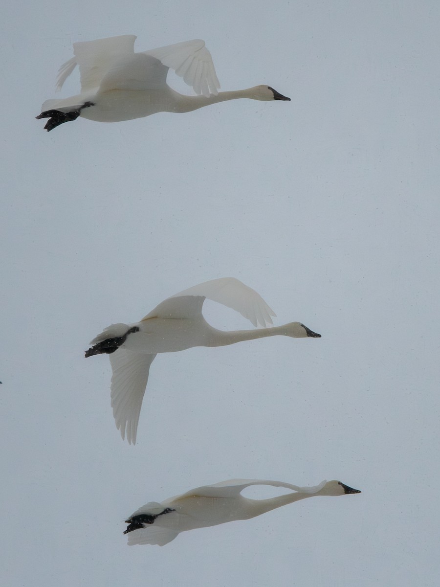 Küçük Kuğu - ML646856298