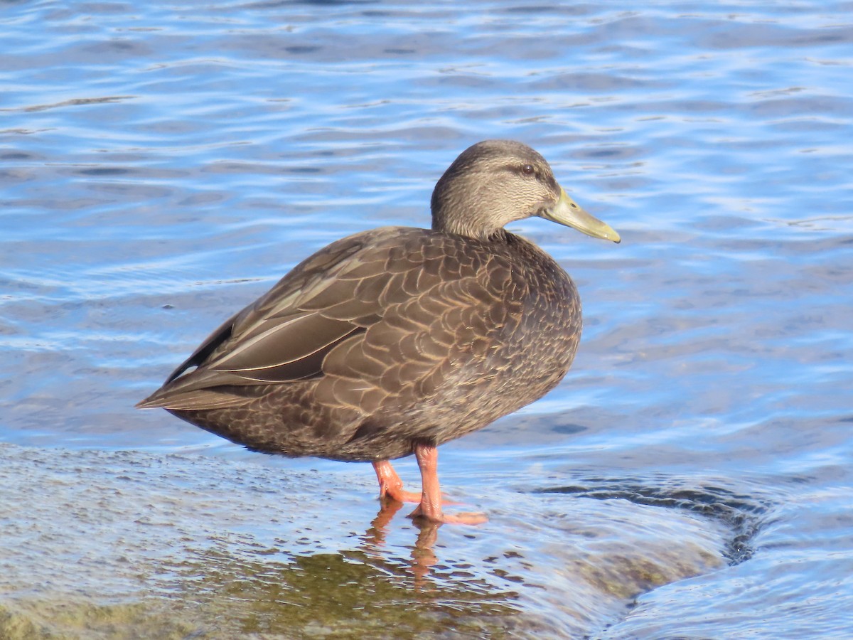 American Black Duck - ML646856299