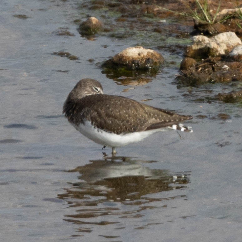 Green Sandpiper - ML646856300