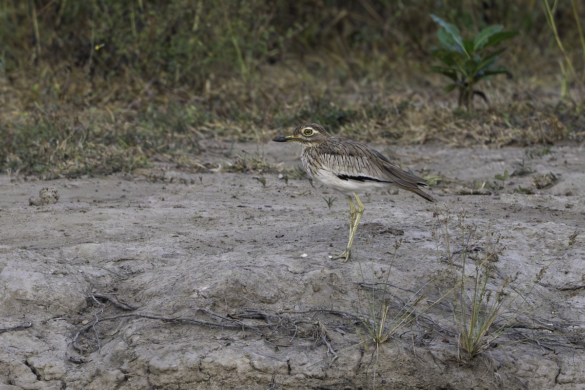 Лежень річковий - ML646856302