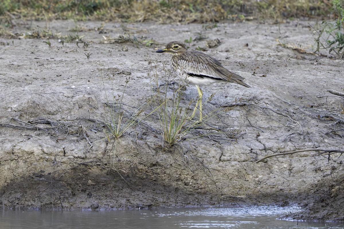Лежень річковий - ML646856303