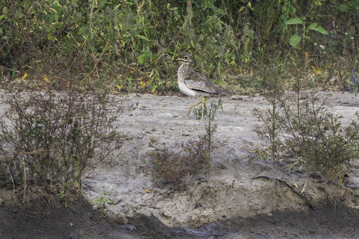 Лежень річковий - ML646856304