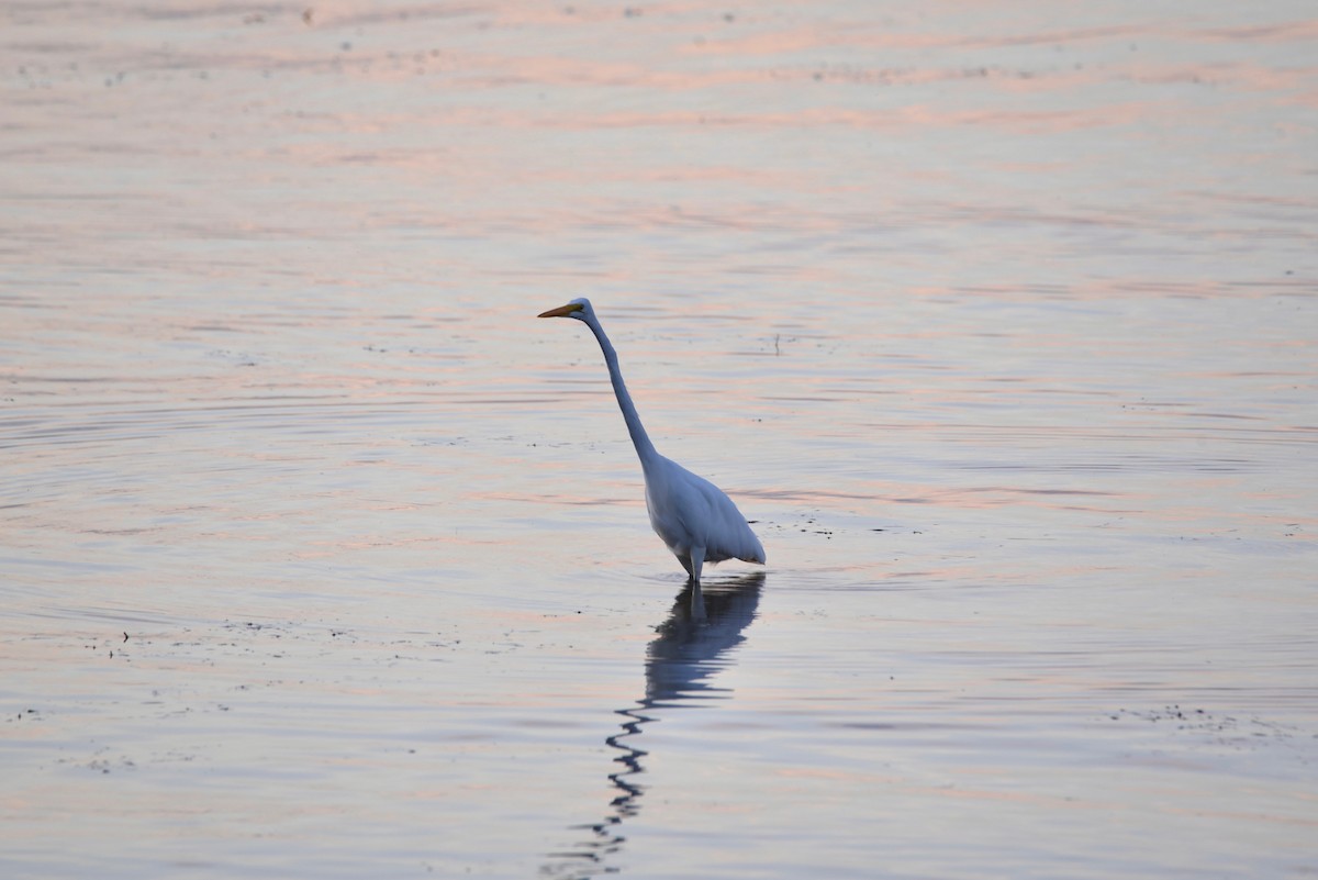 Great Egret - ML646856305