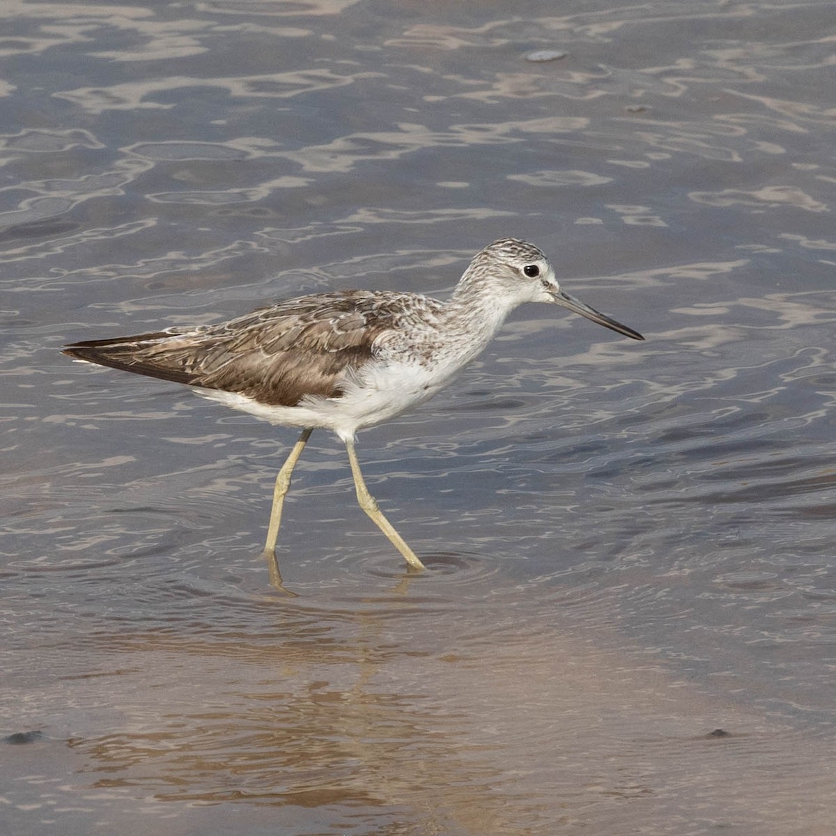 Common Greenshank - ML646856306