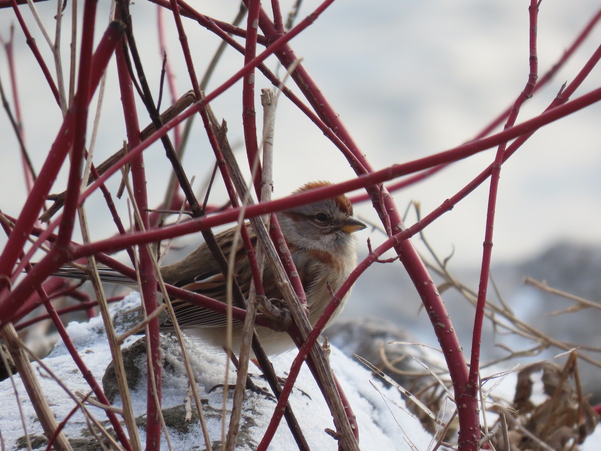 Пасовник північний - ML646856311