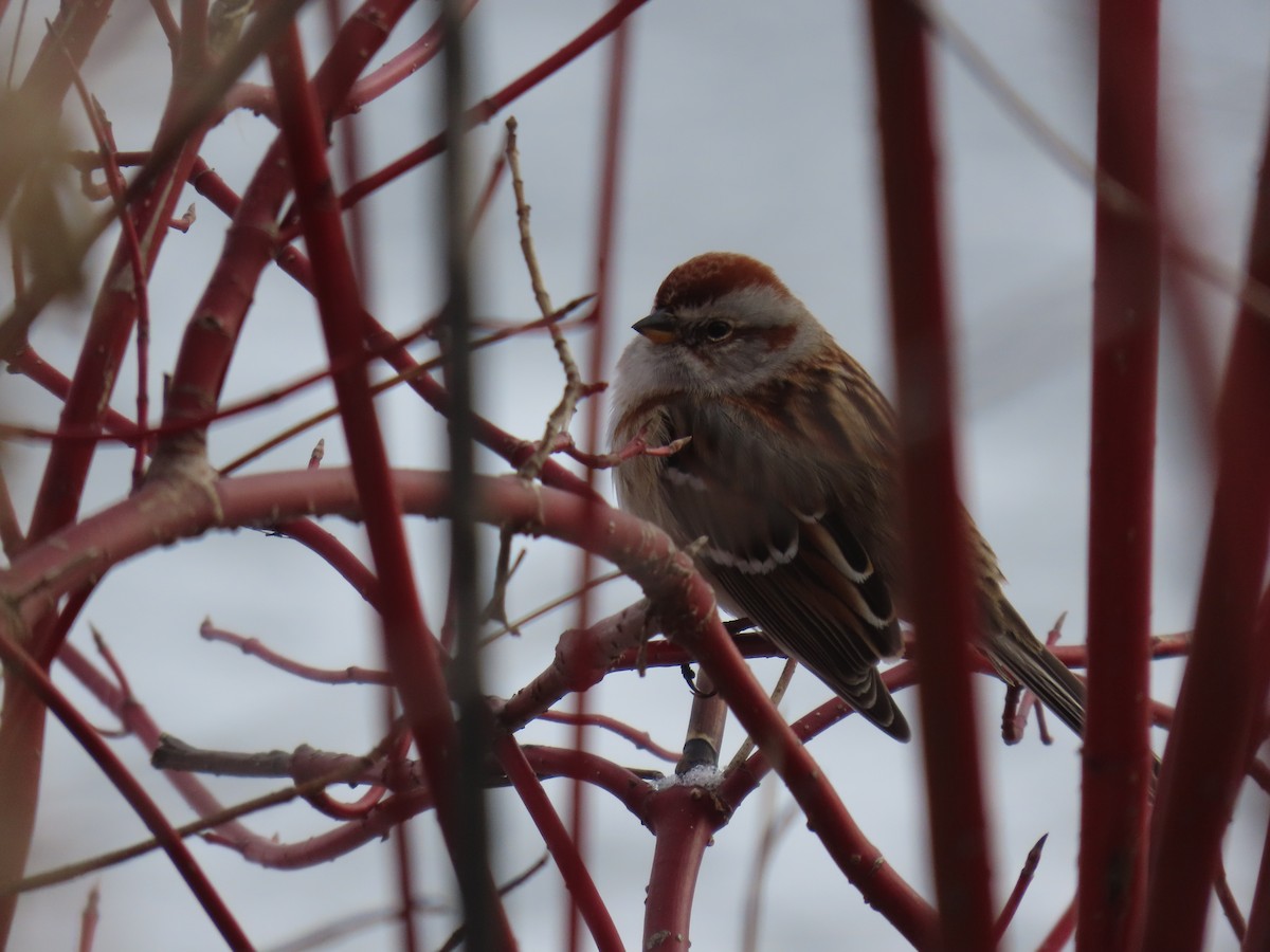 Пасовник північний - ML646856312