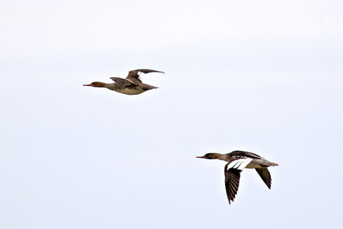 Red-breasted Merganser - ML646856319