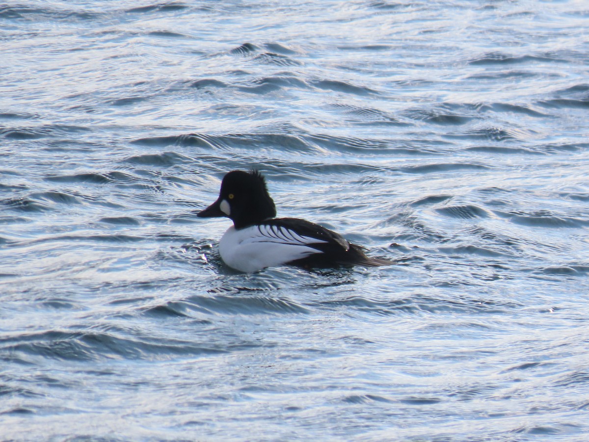 Common Goldeneye - ML646856321