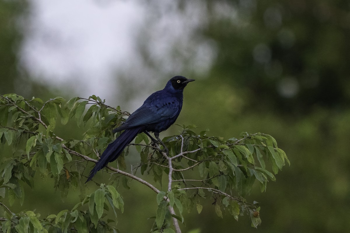 オナガテリムク - ML646856325