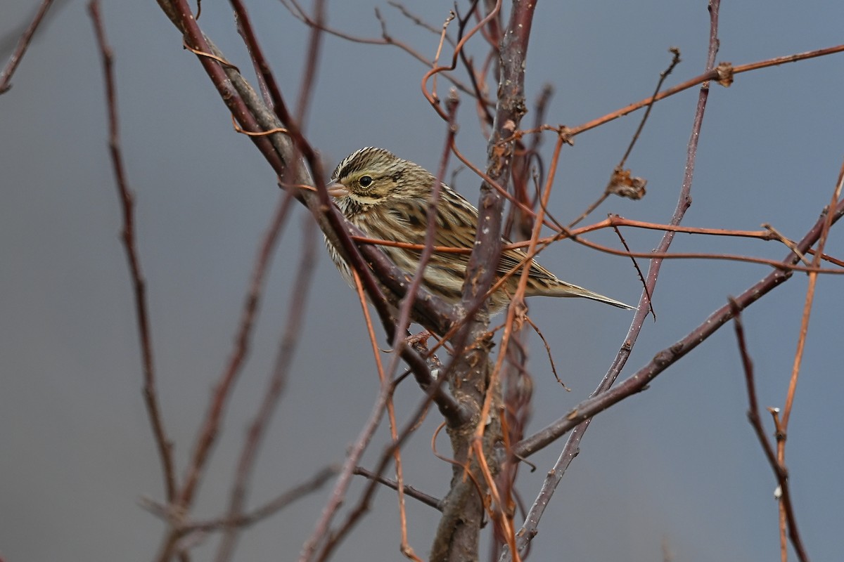 Grasammer - ML646856326