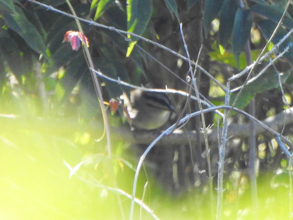 Black-striped Sparrow - ML646856327